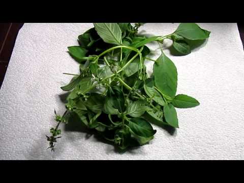 how to harvest aerogarden herbs
