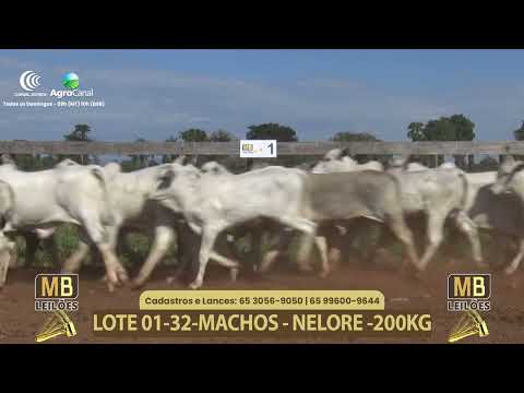 555� LEIL�O VIRTUAL MB LEIL�ES