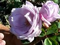 Rose Blue Girl.mov