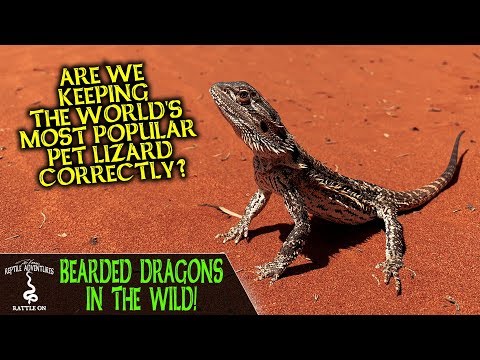 YouTube reptile video