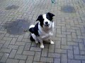 bellen ohne ton (dogtricks)