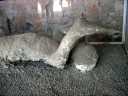 Almamegretta-Pompei Day Almamegretta-Pompei Day