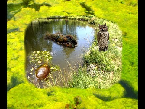 video-linktoworks-Get rid of nasty algae scum in pond