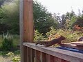 squirrel cornershot