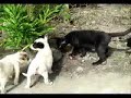 Funny Cat and Dog.flv