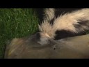 Un-edited: Skunk Tearing up the Feeder [Backyard Bag Feeder Project]