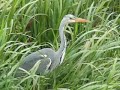Heron at Hemel Hempstead