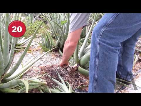 how to replant an aloe vera leaf