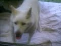 名犬ジョリィ