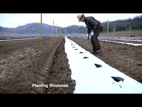 how to grow hops in nc