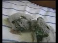 Red rumped baby parrots Red rumped baby parrots