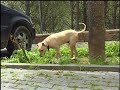 un canino poverino salvato da napoli