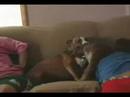 pit bull plays with puppy