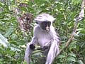 Red Colobus Monkey, Zanzibar Tanzania July 2008 Red Colobus Monkey, Zanzibar Tanzania July 2008