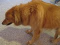 Dixon has kennel cough