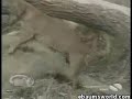 perro afilandose un leon perro afilandose un leon