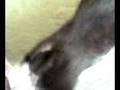 kitten playin with shoelace