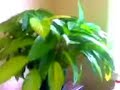 My Lavender Butterfly Orchid