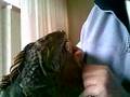 iguana leguanen Kiwi