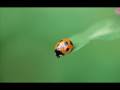 videos de Bugs Life