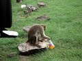 Funny Monkey Funny Monkey