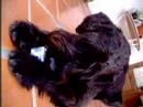 schnauzer lola comiendo yogur