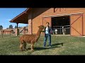 Caring for Alpacas : Alpaca Excrement Habits