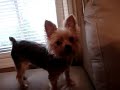 Yorkie versus Wiener Dog.