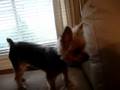 Yorkie versus Wiener Dog.