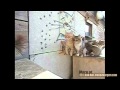 Cheezburger : 6 Jumping Cats