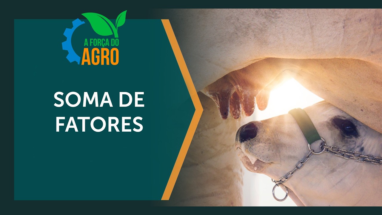 Como evitar a morte de bezerros precocemente