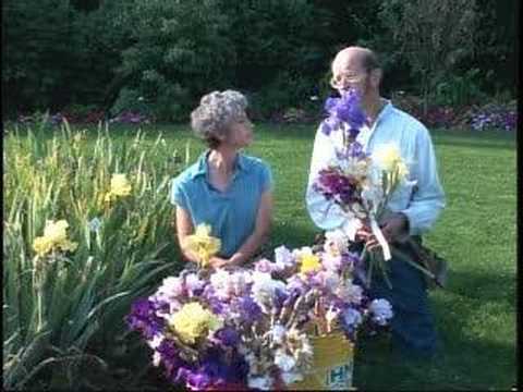 how to fertilize siberian iris