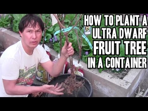 How to Plant a Bare Root Fruit Tree in a Container to Grow Fruit