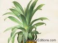 alien-life-form-transplanted-near-paris.html