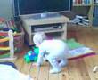 Eirill danser