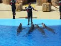 Marineland Spain Hiszpania 2008 Dolphins Delfiny 2/5