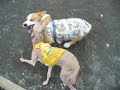Goro@Welsh corgi 20061122 Italian Greyhound