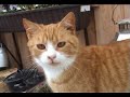 Tierfreundschaften: Katzen und Kühe - Cats and Cows
