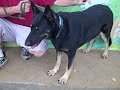 Millie A4069878