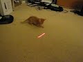 Kitty in Action