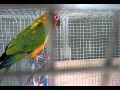 At Home Sun Conure & Cockatiel.mp4