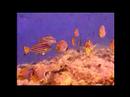 Bali Diving Part 6 Bali Diving Part 6