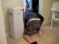 TRAGIC kitchen accident! Drowning in your own kitchen.