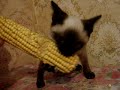 Сиамские котята и кукуруза)