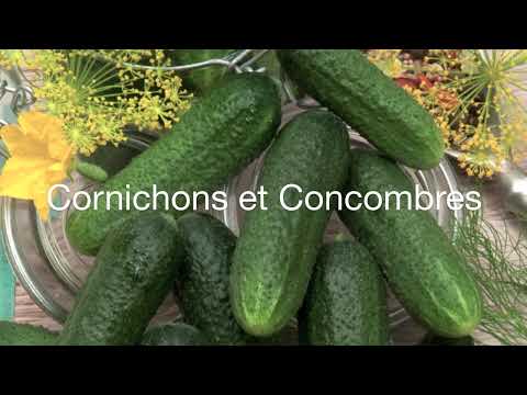 Image de prévisualisation YouTube