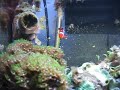 Saltwater / reef Fishtank (25gallon)