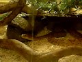 Screenshot From Youtube