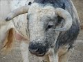EL BATAN EL BATAN
