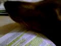 laika studia laika studia