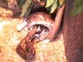 Boa-eat-the-rabbit
